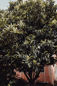 Tropical Botanical Garden in Belem, Lisbon, Portugal thumbnail