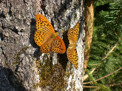 two yellow butterflies at the tree thumbnail