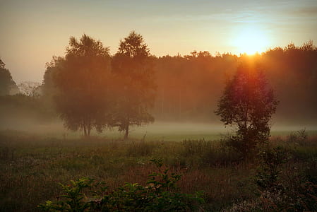 green leaf tree on grass field thumbnail