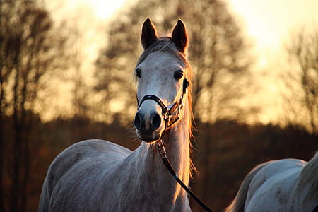 white horse photography thumbnail