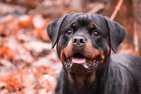 adult black and mahogany Rottweiler thumbnail