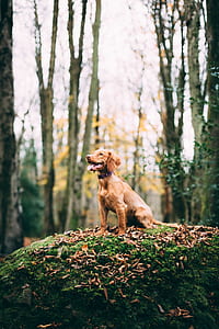 long-coated brown puppy standing on hill during daytime thumbnail