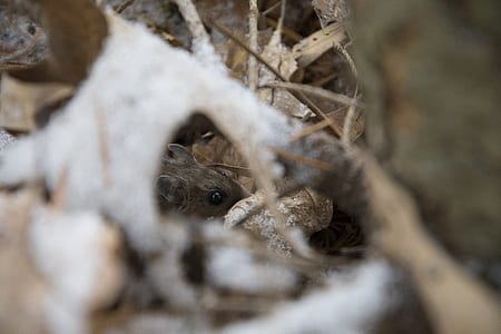 snow, wood, nature, animal thumbnail