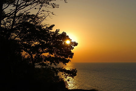 silhouette of tree under golden hour thumbnail
