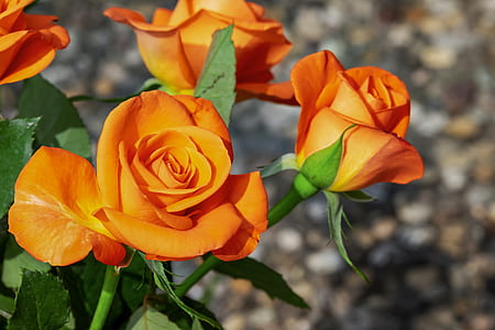 photo of orange rose flowers thumbnail