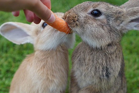 two brown hares and person holding carrot selective focal photo thumbnail