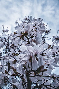 Close-Up Photography of White Flowers thumbnail