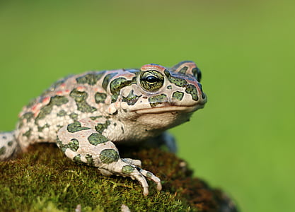 brown and green frog thumbnail