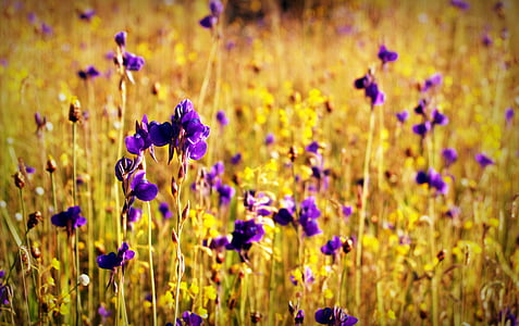 macro photography of purple flower during daytime thumbnail