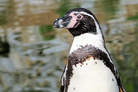 selective focus photography of Magellanic penguin thumbnail
