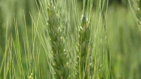 Green Wheat thumbnail