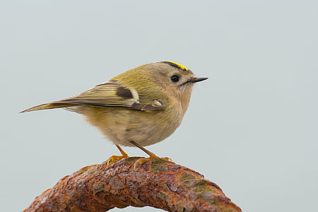gray, black, and yellow bird during daytime thumbnail