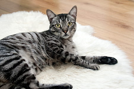 short-coated gray Tabby cat lying on white surface thumbnail
