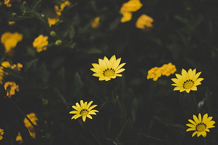 Yellow Petaled Flowers thumbnail