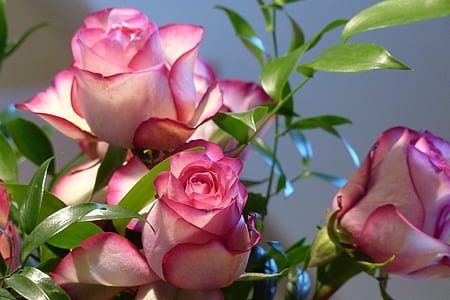 shallow focus photography of flowers thumbnail