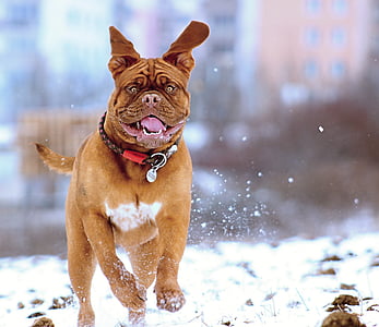 brown and white dog running on snow thumbnail