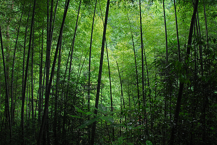 landscape photography of forest of bamboo thumbnail
