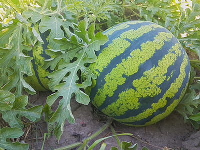 two watermelons on farm thumbnail