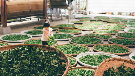 girl standing near leaves holding basket thumbnail