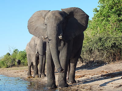 wildlife photography of gray elephant near body of water thumbnail