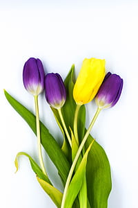three purple and one yellow tulip flowers thumbnail