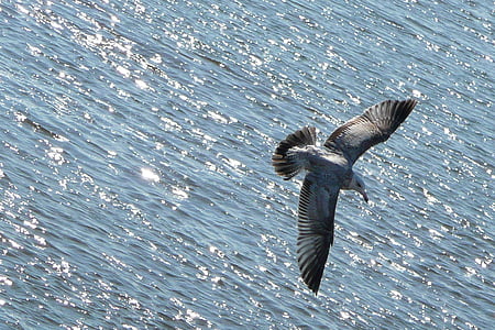 grey gull flying above ocean thumbnail