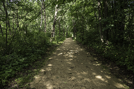 Dark Forested Path at Camrock County Park thumbnail