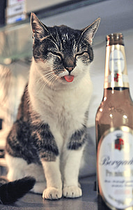 selective focus photography of white and gray cat standing beside glass bottle thumbnail
