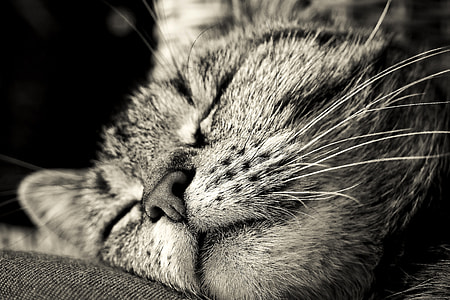 grayscale photo of sleeping cat thumbnail