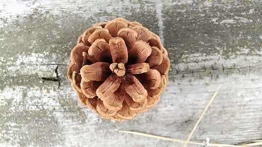 close-up photo of brown pinecone thumbnail