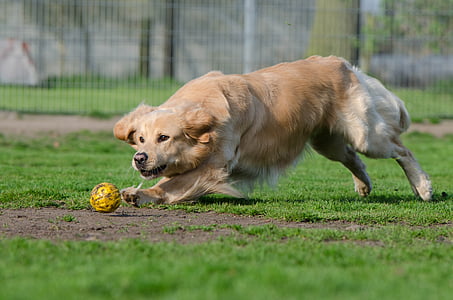 adult golden retriever thumbnail