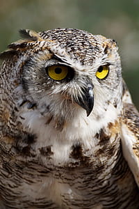 macro shot photography of owl during daytime thumbnail