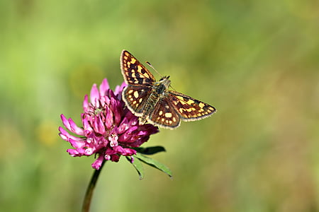 close up photo of brown and yellow butterfly on pink cluster flower thumbnail