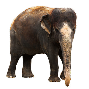 black elephant thumbnail