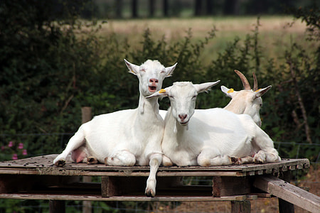 shallow focus photography of white goats lying thumbnail