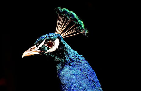 selective focus photography of blue bird thumbnail