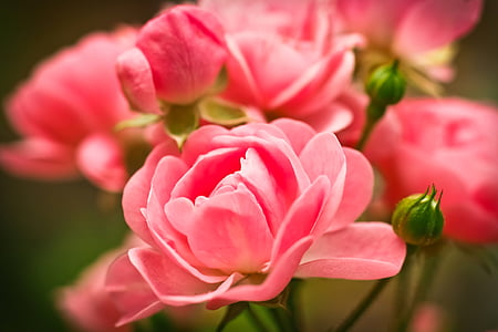 selective focus photography of pink rose thumbnail