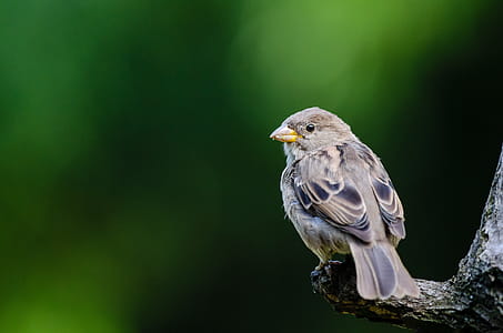 Brown Bird on Branch Selective-focus Photography thumbnail