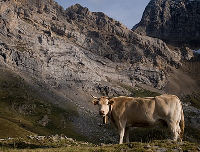 brown water buffalo on mountain thumbnail
