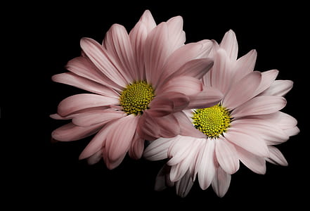 two pink chrysanthemum flowers in closeup photo thumbnail