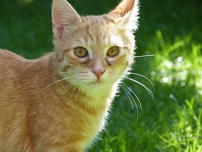 orange tabby cat thumbnail