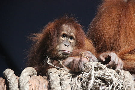 brown orangutan thumbnail