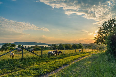 cattles on green grass field thumbnail