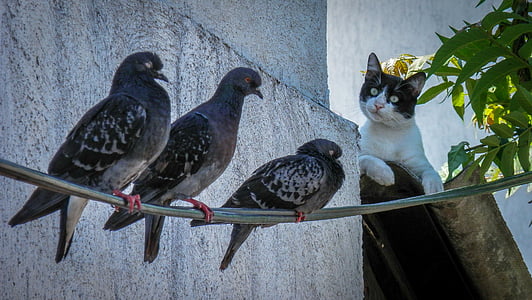 three black pigeons thumbnail