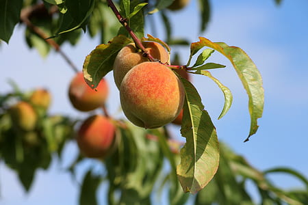 selective-focus photography of peaches thumbnail