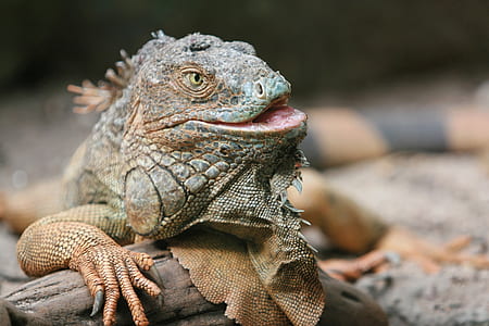 brown iguana thumbnail