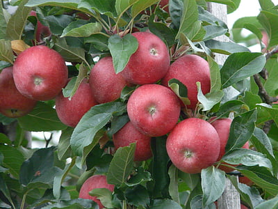 bunch of apples thumbnail
