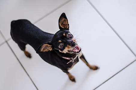 Closeup Photo of Short-coated Black and Tan Puppy thumbnail
