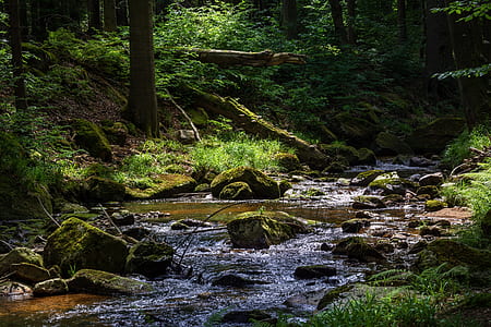 landscape photograph of stream between trees thumbnail
