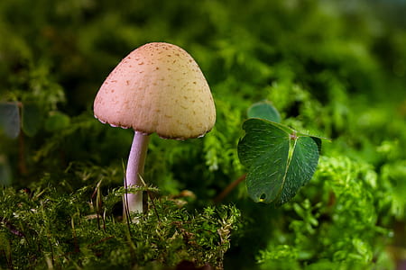 close-up photography of orange mushroom thumbnail